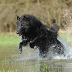 belgian-shepherd-dog-1768517_1280