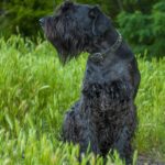 giant-schnauzer-7528335_1280