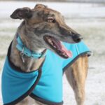 greyhound-644732_1280
