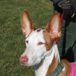 ibizan-hound-2834450_1280