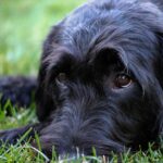 labradoodle-3524825_1280