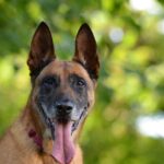 malinois-672686_1280