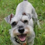 miniature-schnauzer-1238157_1280