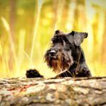 miniature-schnauzer-1923470_1280