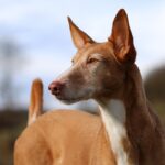 podenco-3250367_1280