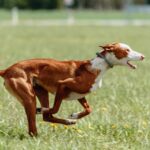 podenco-7043716_1280