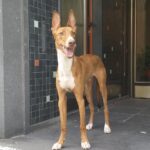podenco-979310_1280