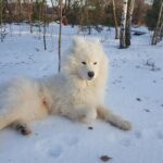 samoyed-1962615_1280