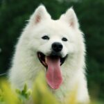 samoyed-2765553_1280