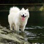 samoyed-2765557_1280