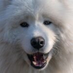 samoyed-7009188_1280